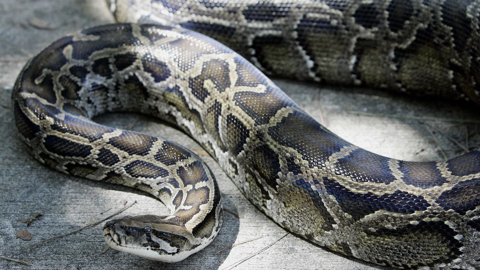 A 12-foot (3.65m) Burmese python that was captured in the backyard of a home slithers on the ground at its new home at the A.D. Barnes Park 10 October 2005, in south Miami, FL.