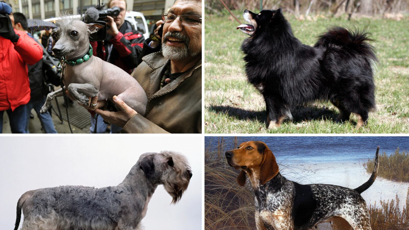 galleries/2012/02/11/new-breeds-to-watch-at-westminster-photos/new-breeds-at-westminster-tease_yhicir