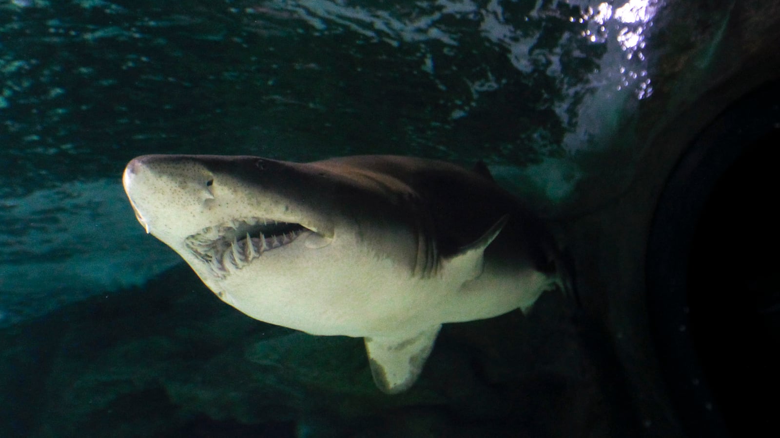 A sand tiger shark in the Madrid's Zoo Aquarium October 14, 2011.