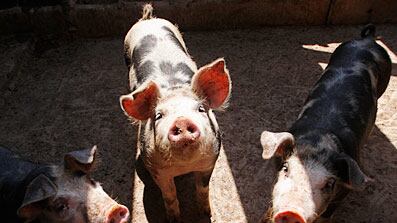 cheats/2009/04/27/swine-flu-been-there-done-that/swine-flu-2_k16u74