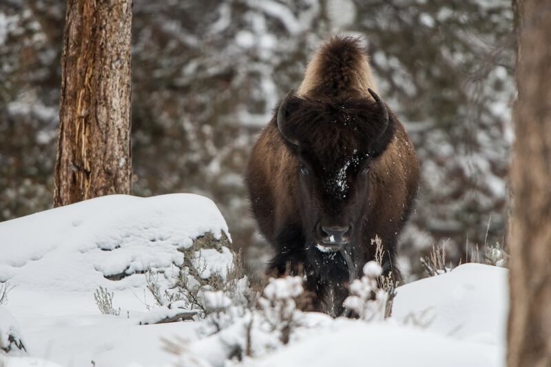 galleries/2015/12/04/scenes-from-wild-yellowstone-photos/151203-wild-yellowstone7_hwfaky