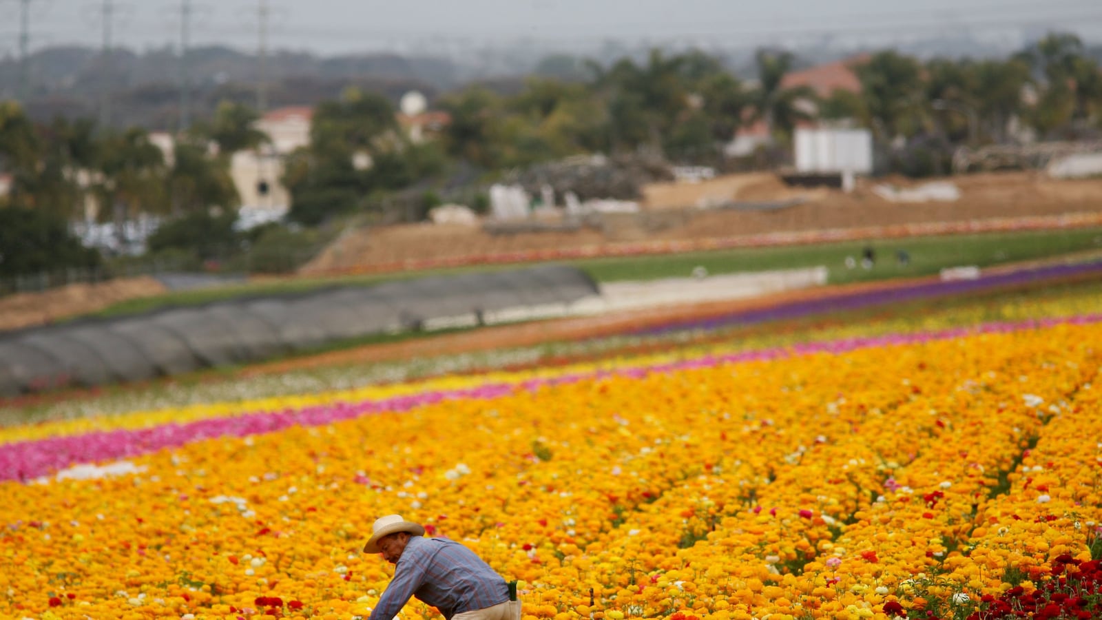 articles/2013/05/28/democrats-accept-the-guest-worker-program/democrats-accept-the-guest-worker-program-image_lwbp9v