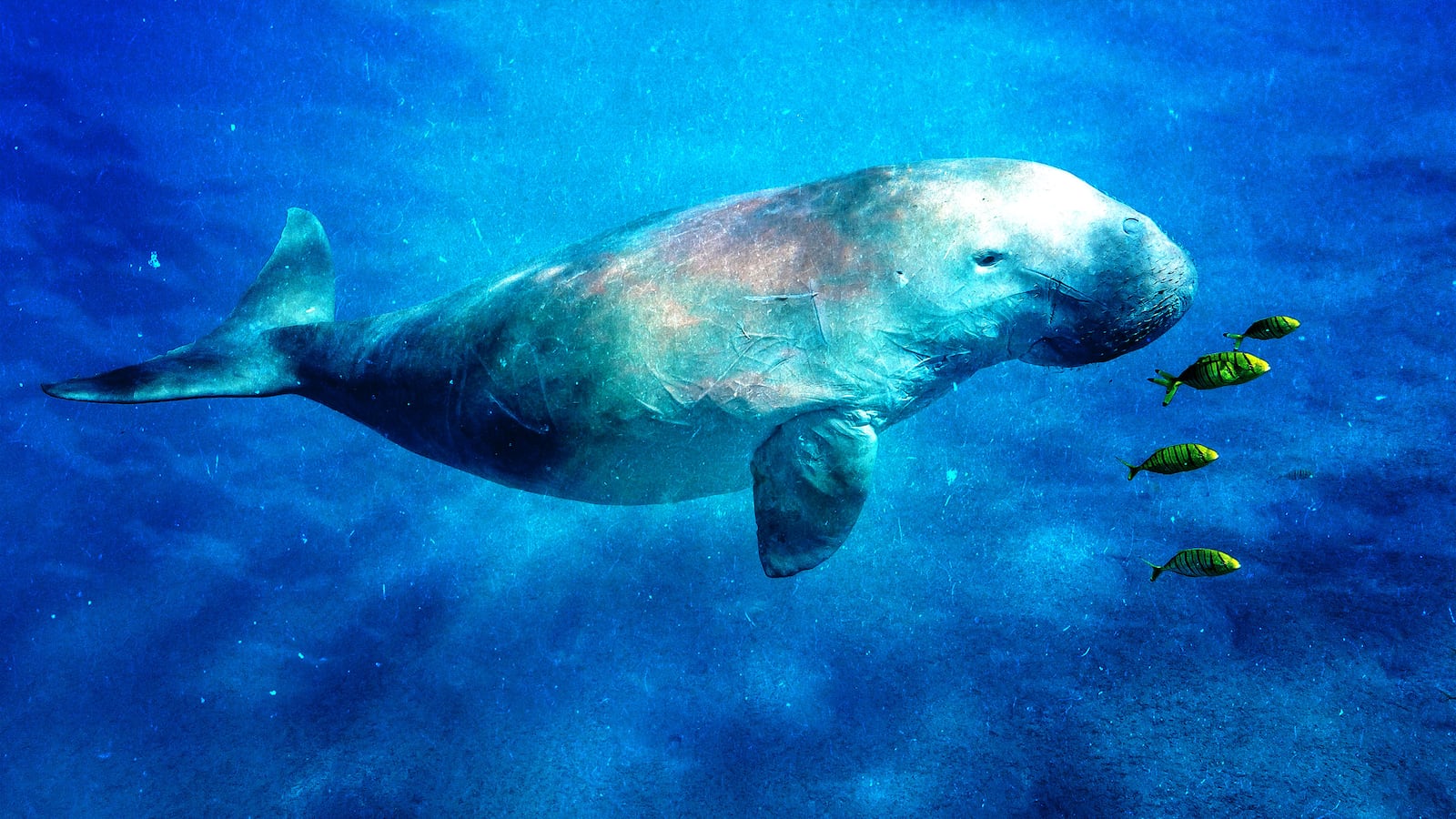 220825-Tran-Sea-Cow-extinct-express-tease_dwxq6f