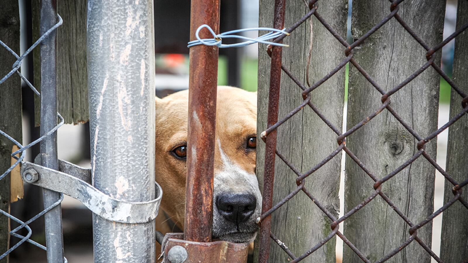 articles/2016/02/04/the-animal-shelter-shooting-its-dogs/160203-briquelet-dogs-tease_qcig7y