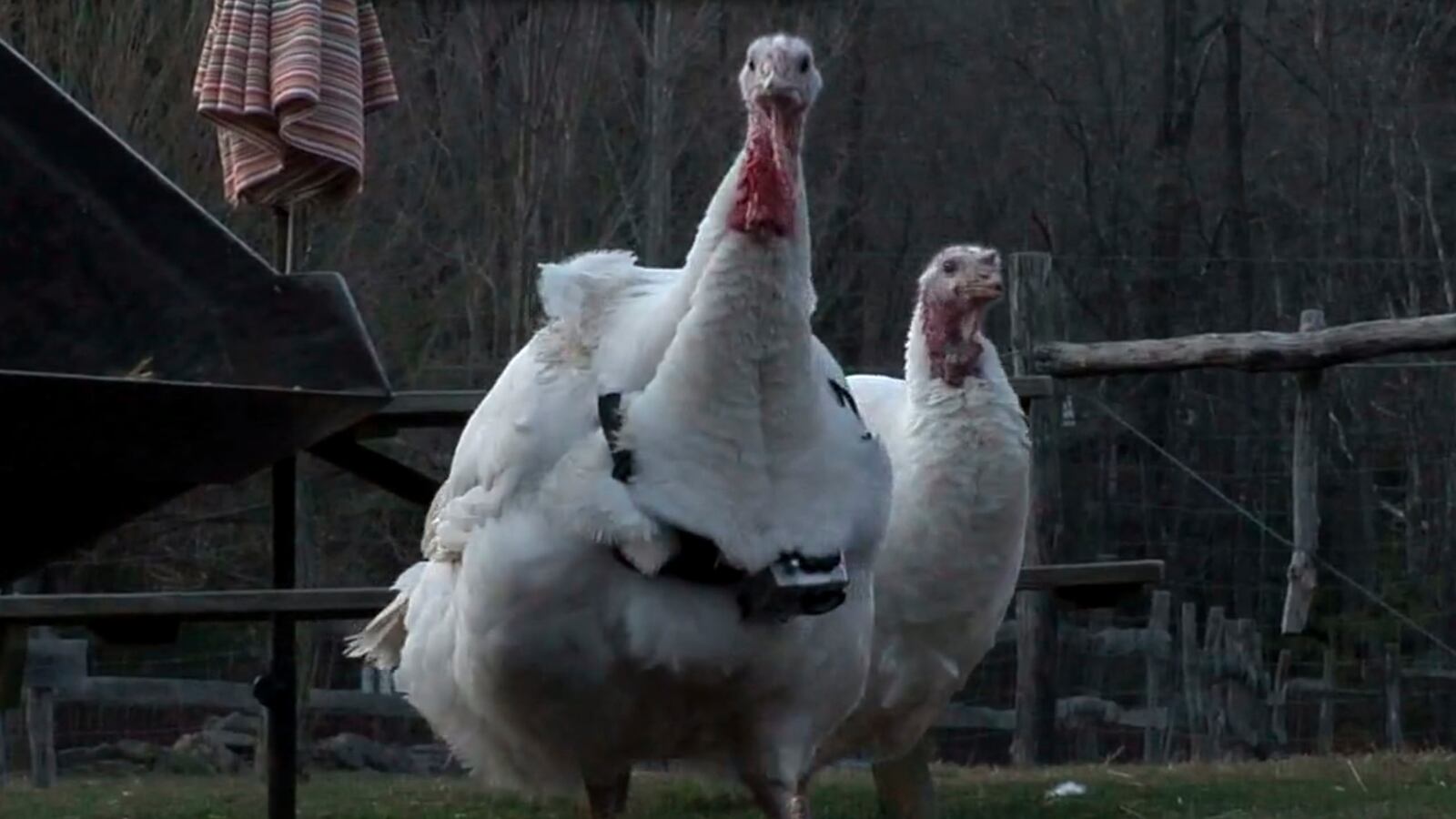 articles/2014/11/26/a-turkey-s-view-of-thanksgiving/a-turkey-s-view-of-thanksgiving-image_zazrxm