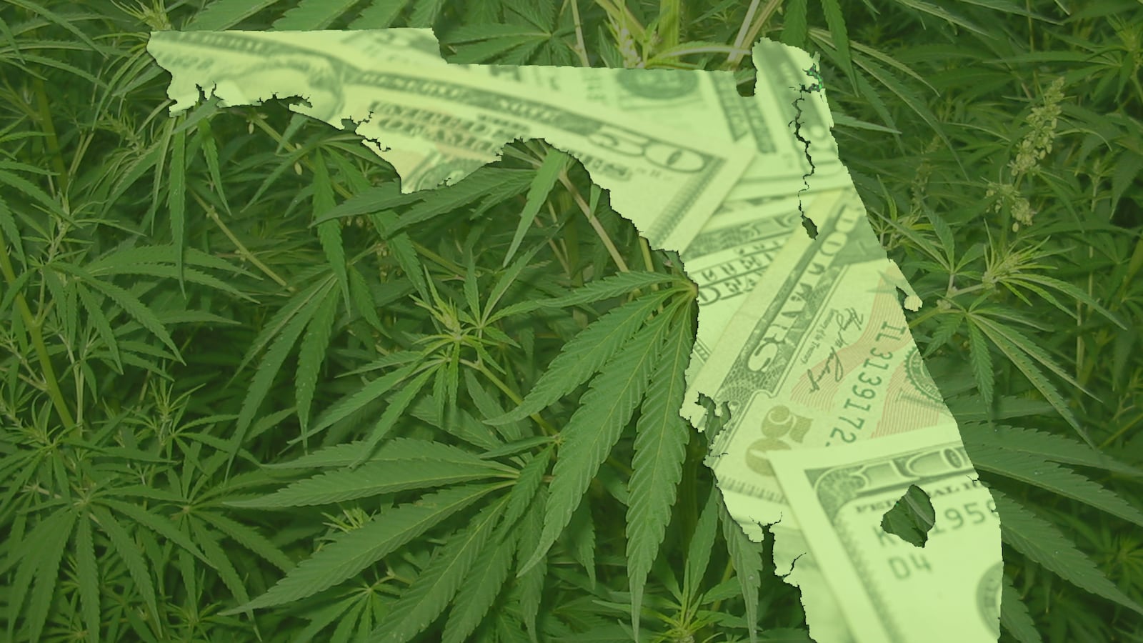 articles/2014/07/30/florida-billionaires-line-up-to-sell-weed-to-granny/140729-haglage-fl-pot-rush-tease_yq56xu