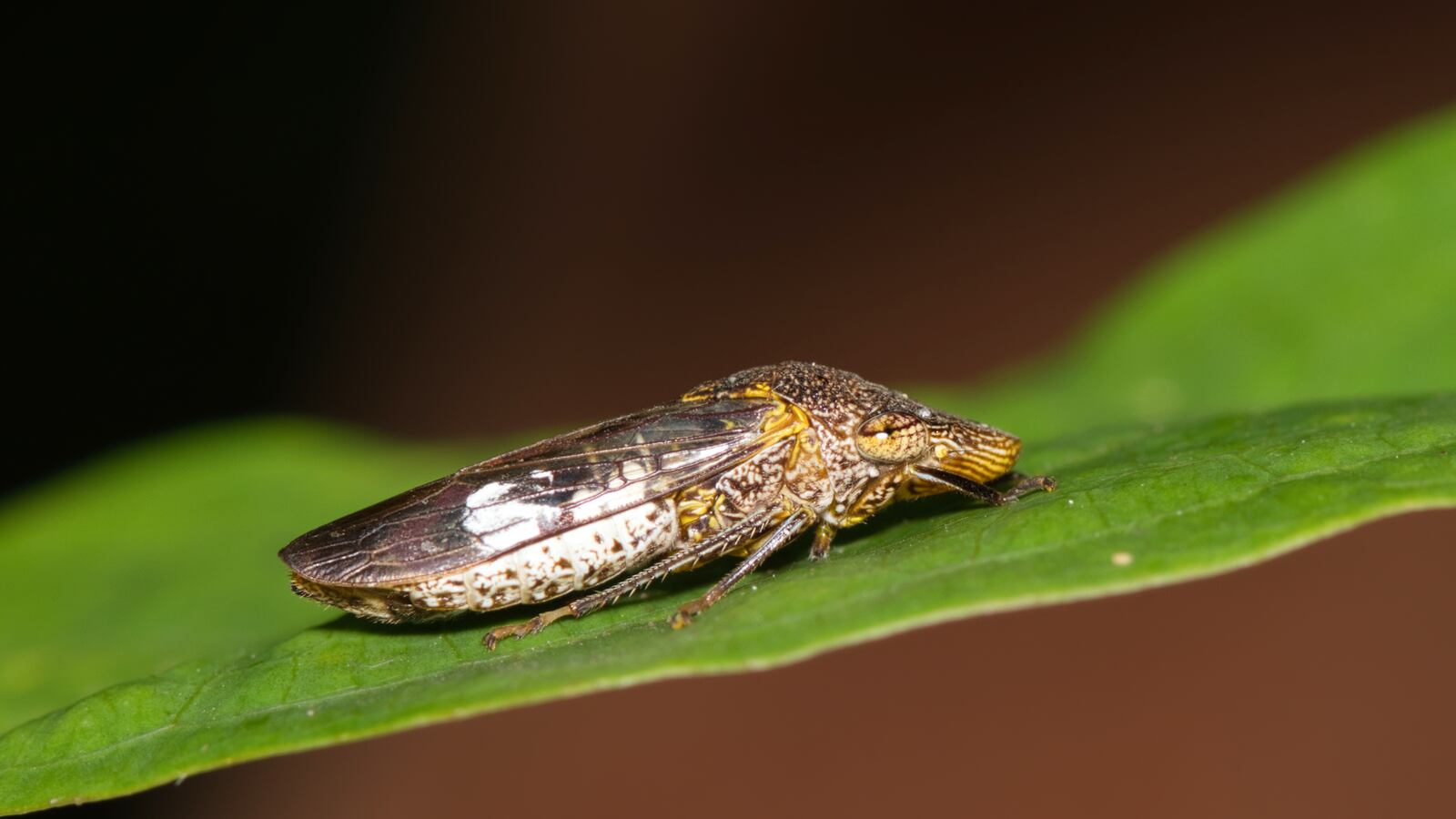 GettyImages-1351104249_kkguoj