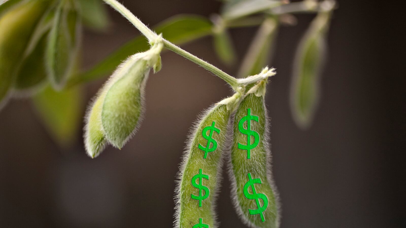 articles/2014/07/25/how-the-usda-blew-millions-on-afghan-soybeans/140724-mak-soy-tease_ycwk5h