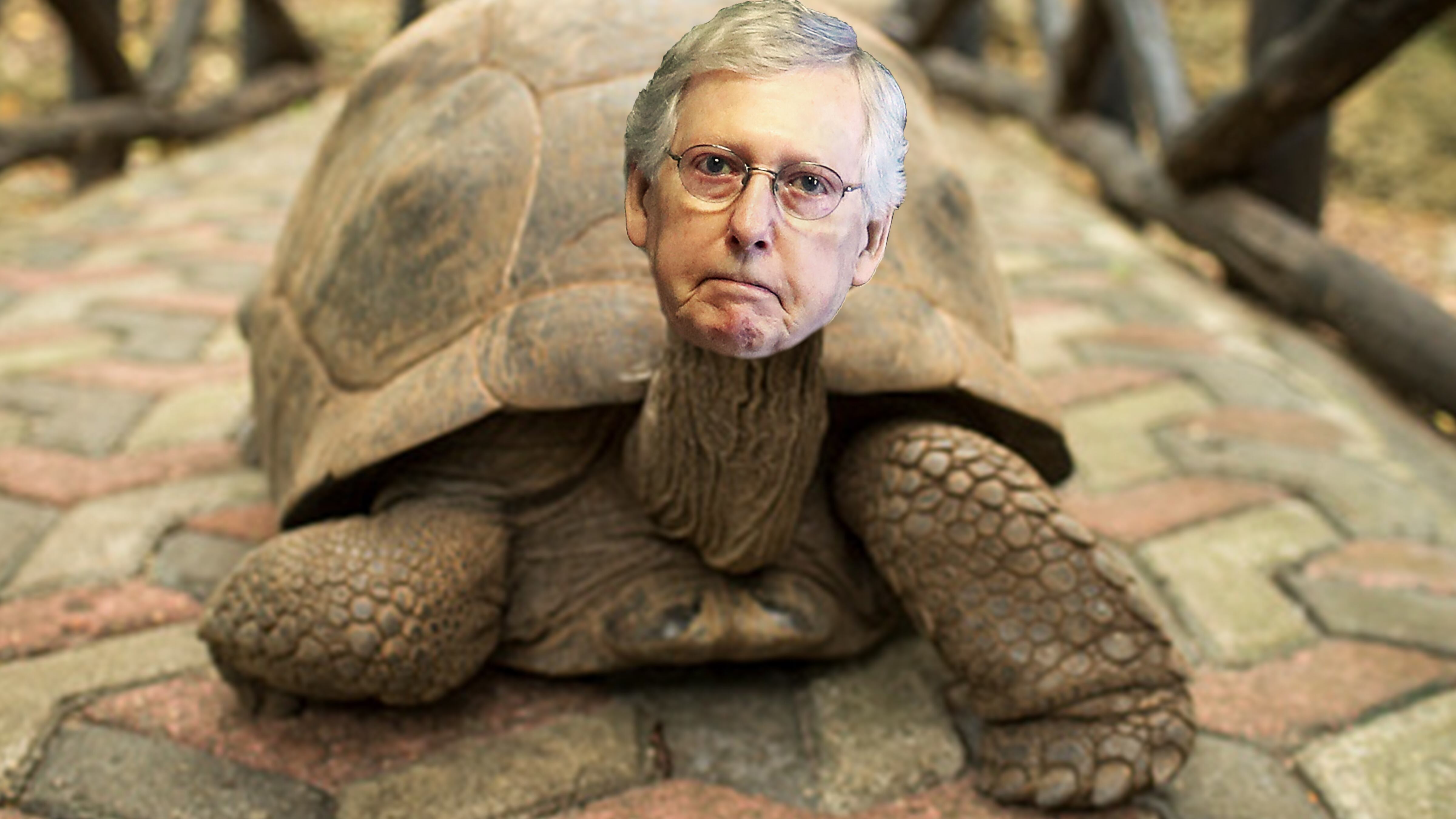 Jon Stewart Mitch Mcconnell Turtle Kentuckians Have Finally Had About Enough of Mitch McConnell