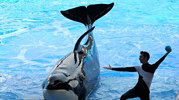 cheats/2011/03/30/deadly-whale-to-resume-performances/tilikum-killer-whale_yrc97z