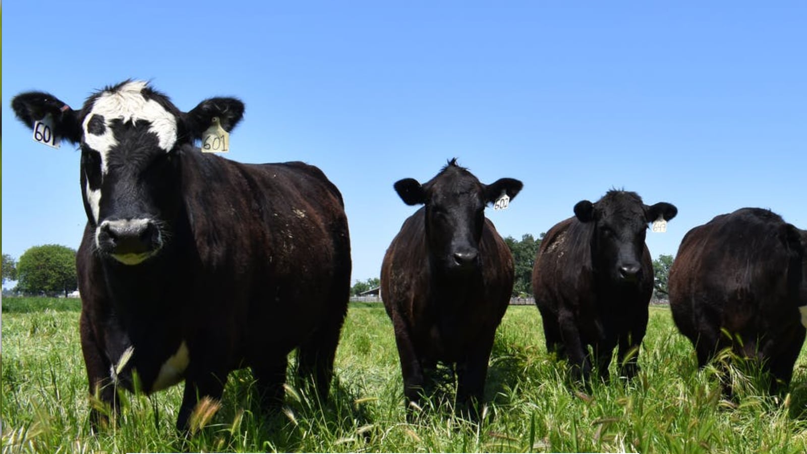 gene-edited_animals_q0y0io