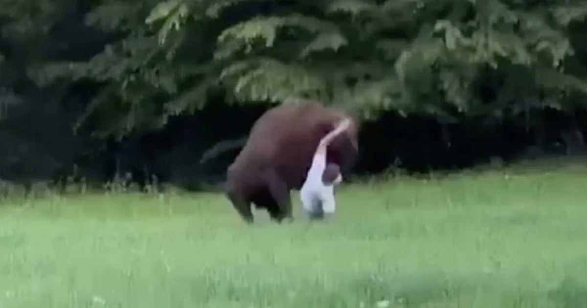 Bisonangriff auf Tourist auf Video festgehalten