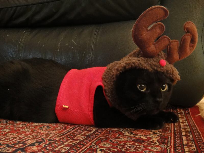 galleries/2011/12/23/christmas-cats-photos/christmas-cat-photos-11_tbyzmb