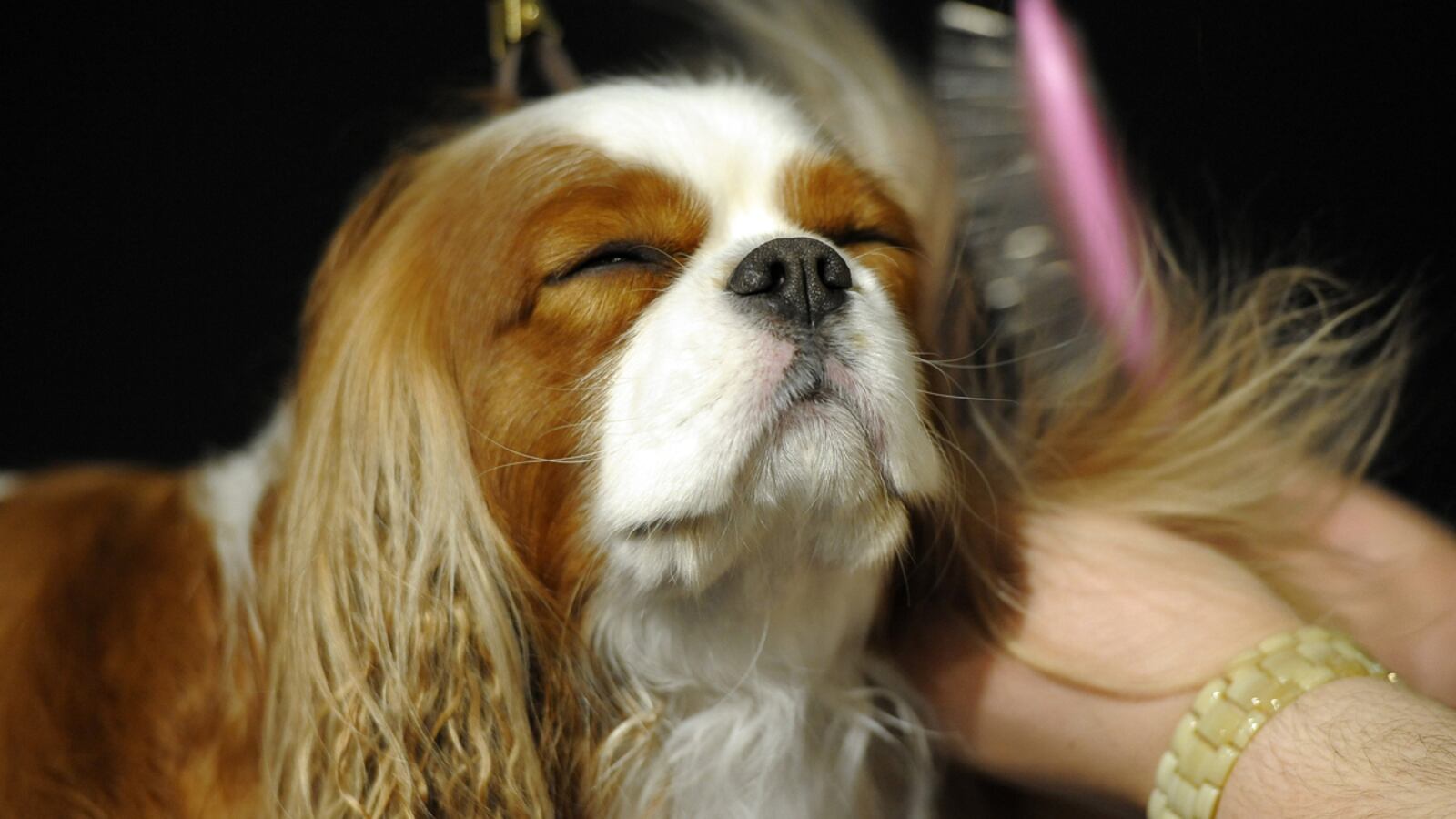 galleries/2012/02/14/best-westminster-dog-show-photos/best-westminster-dog-show-photos-3_tease_qqejyy