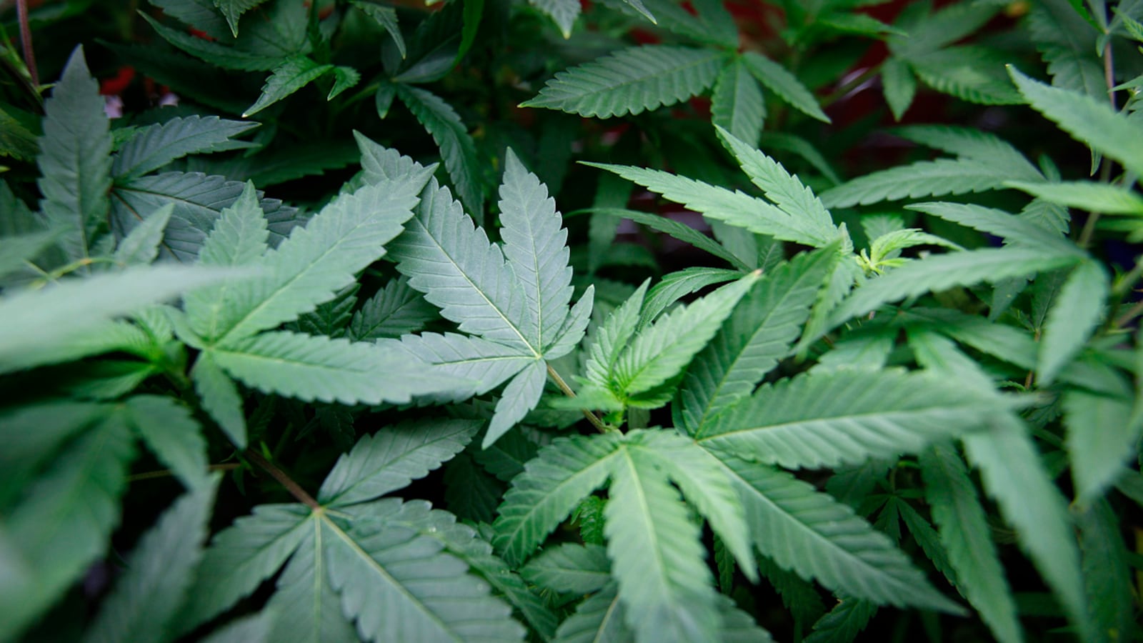 articles/2012/10/03/marijuana-could-be-legal-in-colorado-and-washington-after-election-day/marijauna-keith-stroup-dokoupil-tease_echvp0