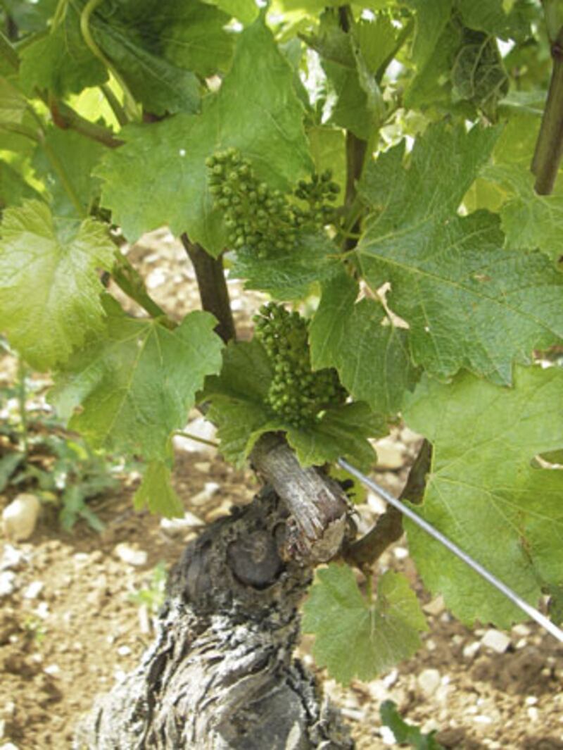 galleries/2010/06/25/summer-food-burgundy/summer-food-series-2---10_diekom