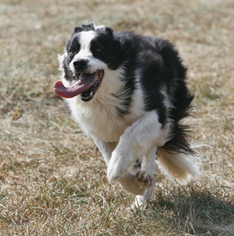 galleries/2010/10/29/dangerous-dogs/dangerous-dogs---collie_aosmh9