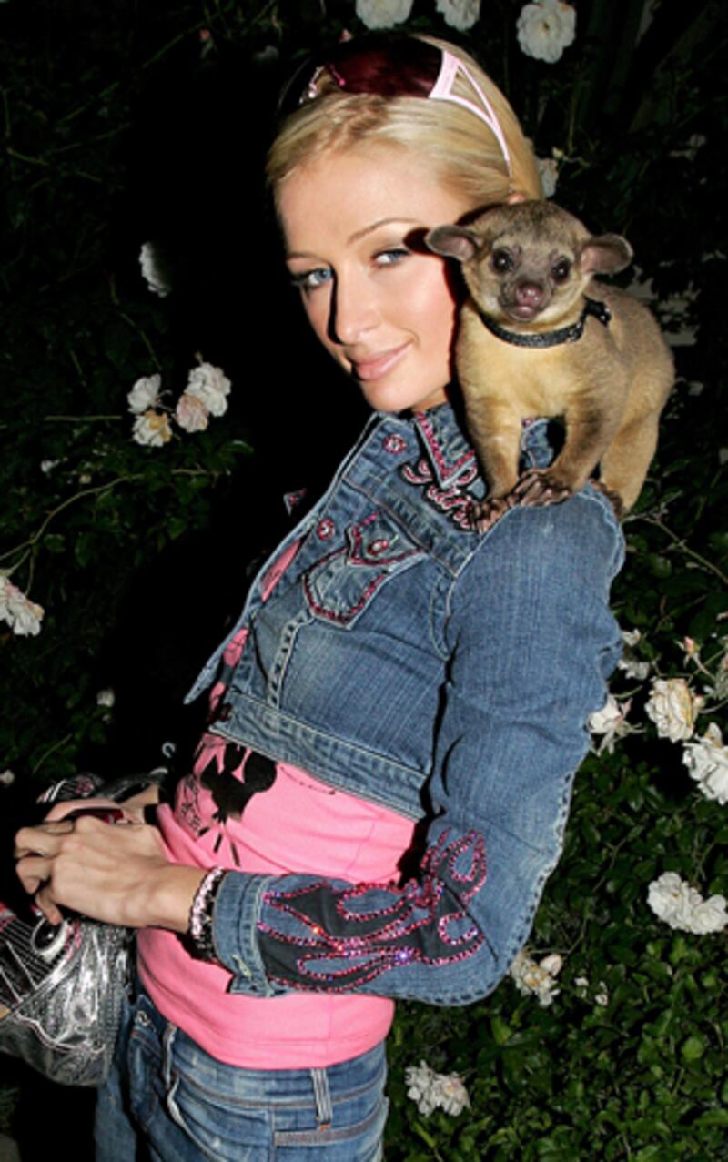 galleries/2012/02/15/shakira-attacked-by-sea-lion-and-more-celebrity-animal-attacks-photos/when-animals-attack-hilton_mfduew