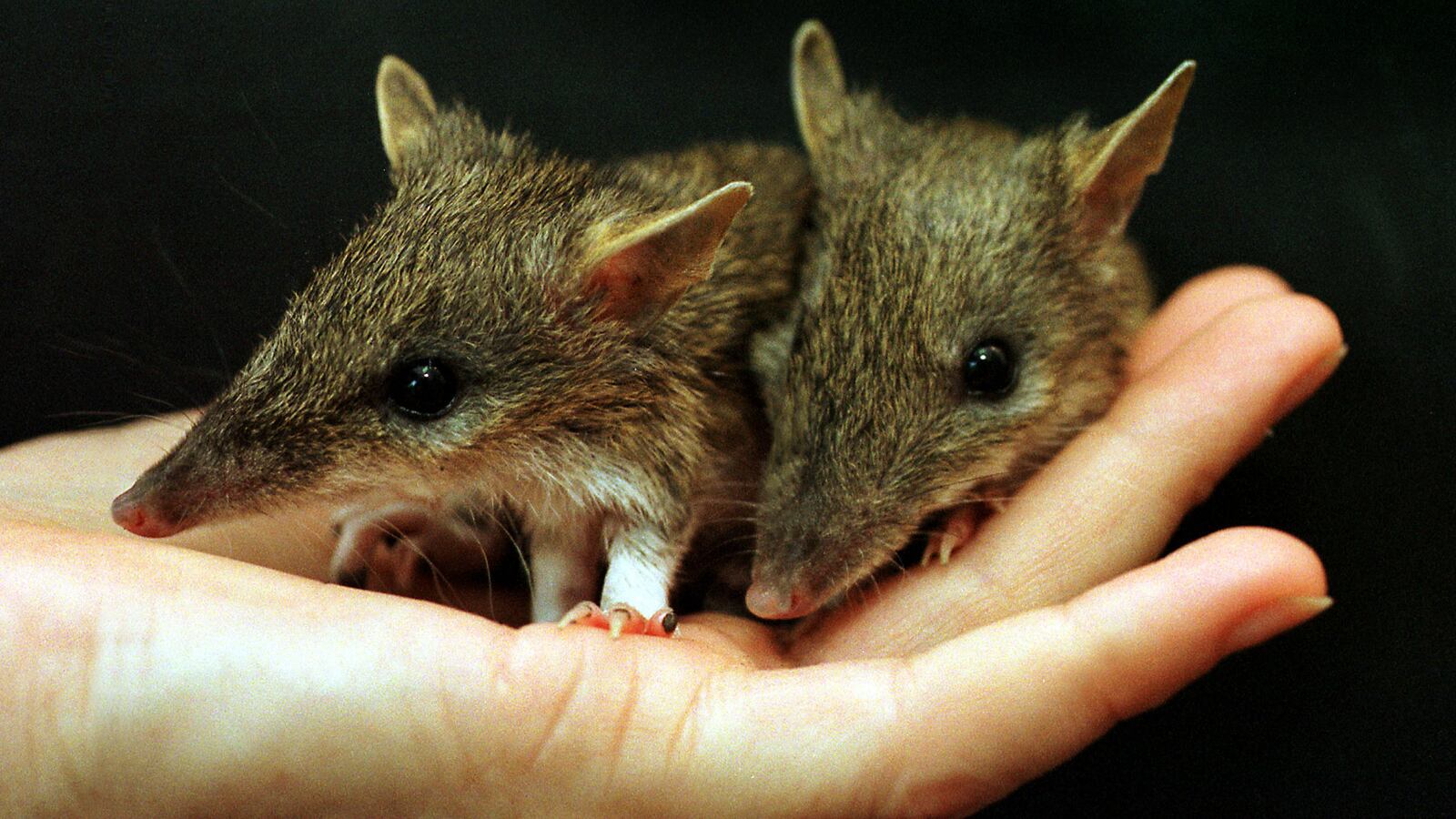 1998-02-12T120000Z_94681609_PBEAHULZHCU_RTRMADP_3_BANDICOOTS_nxtcnx