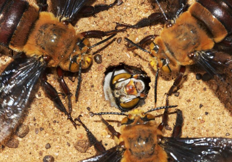 galleries/2010/03/18/life/life---7_dx0mrl