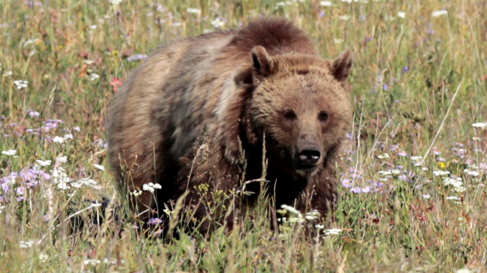 2011-08-15T120000Z_1017188231_GM1E78G0GZ701_RTRMADP_3_USA_qsqk1l