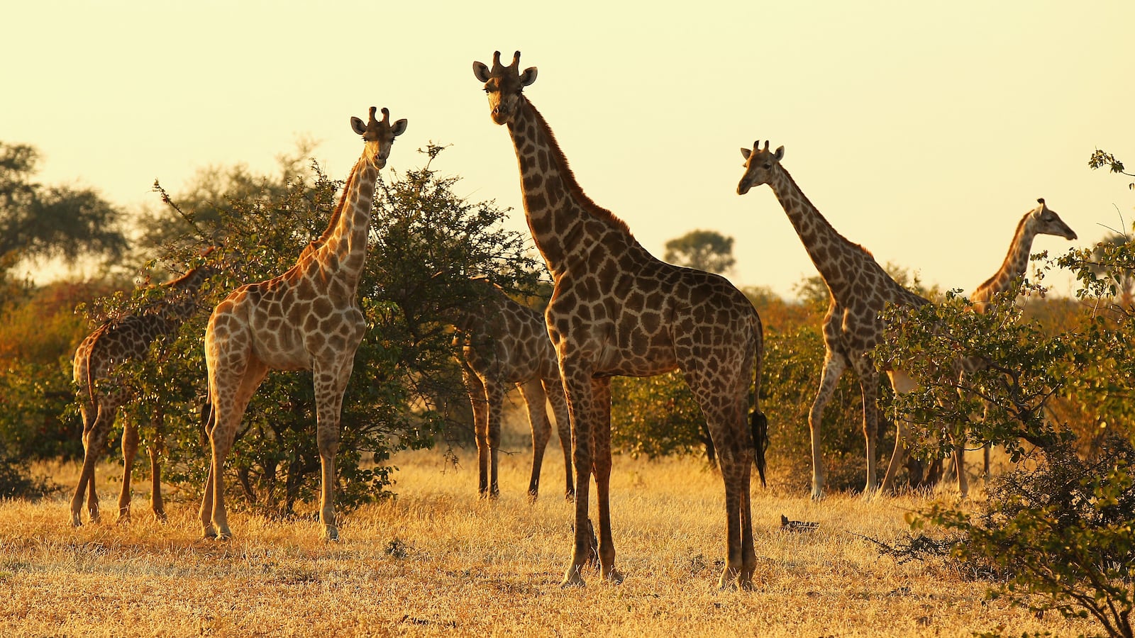 GettyImages-103454423_wpuora