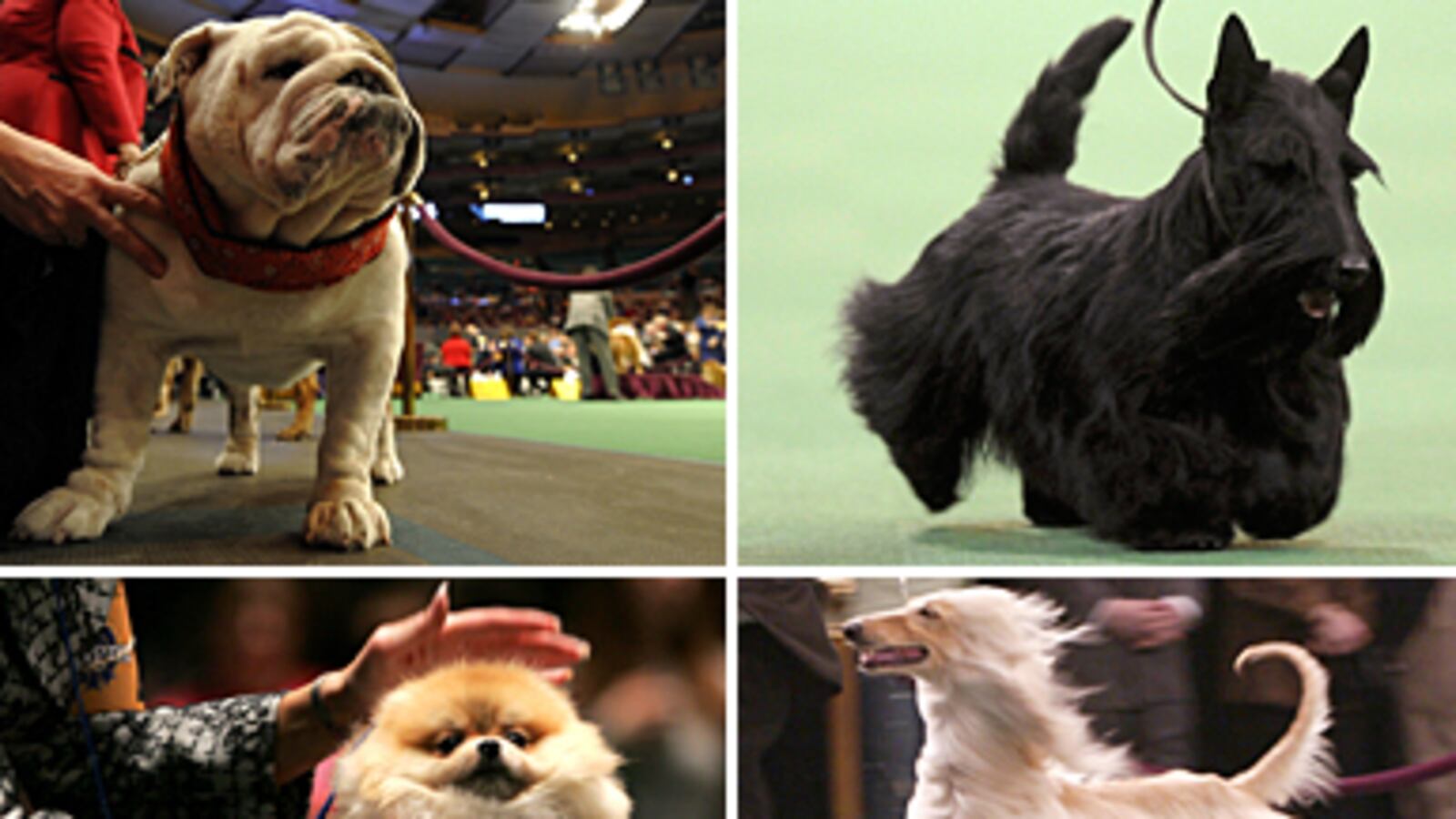 articles/2011/02/14/the-25-best-dog-breeds-from-fox-terriers-to-poodles/westminster-dogs_x0bd80