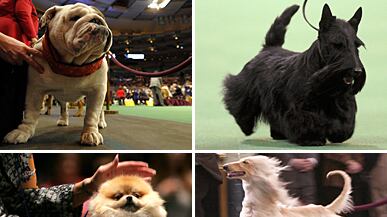 articles/2011/02/14/the-25-best-dog-breeds-from-fox-terriers-to-poodles/westminster-dogs_x0bd80