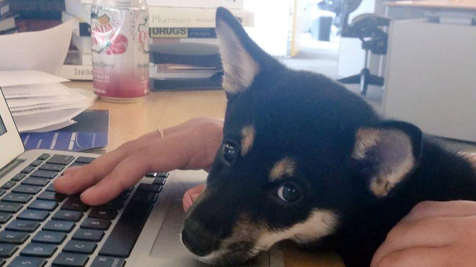 articles/2015/09/16/dognition-the-myers-briggs-test-for-your-dog/150916-haglage-dog-personalities-tease_aurecg