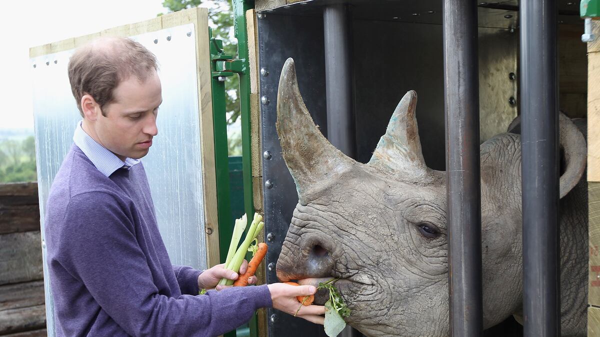 articles/2013/05/21/charles-william-and-tyke-launch-fresh-anti-poaching-campaign/wills-tusk_digg6x