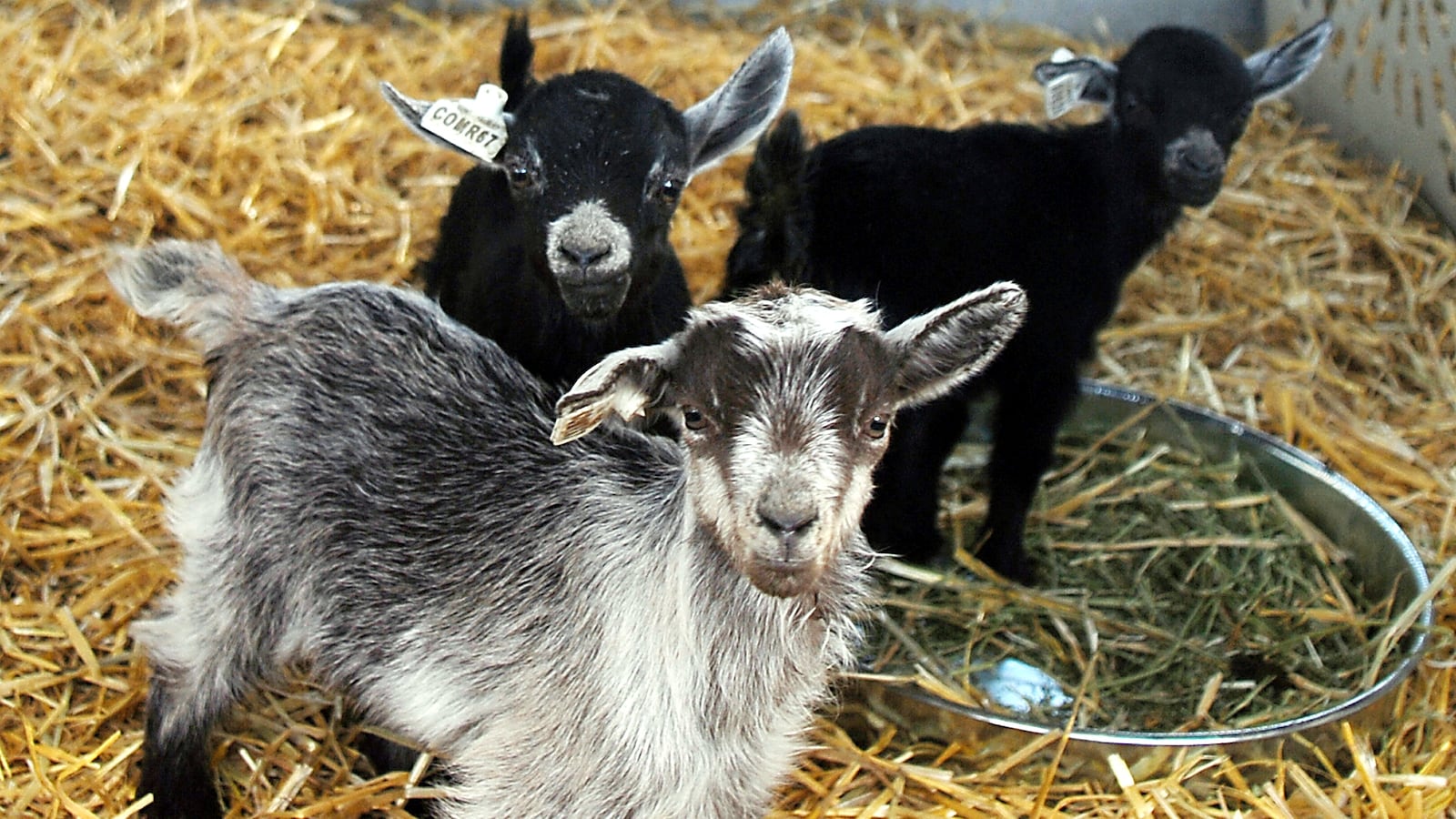 Baby pygmy goats.