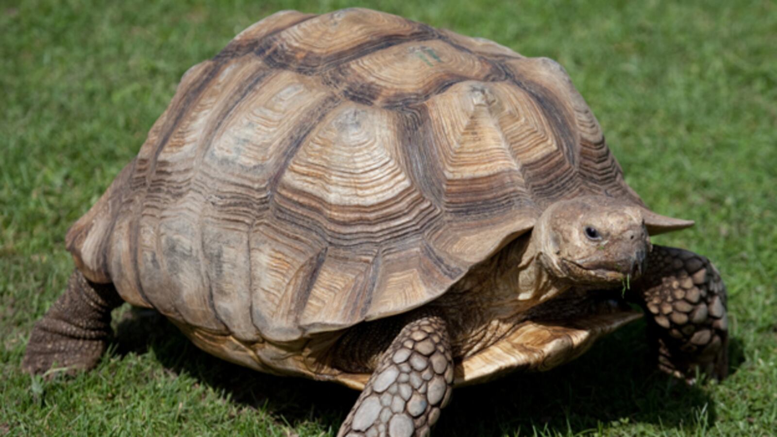 galleries/2010/11/09/which-pets-live-the-longest/pets---tortoise_zduumh