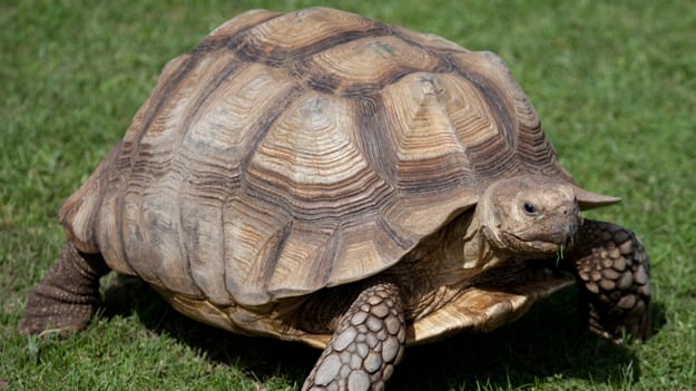 galleries/2010/11/09/which-pets-live-the-longest/pets---tortoise_zduumh