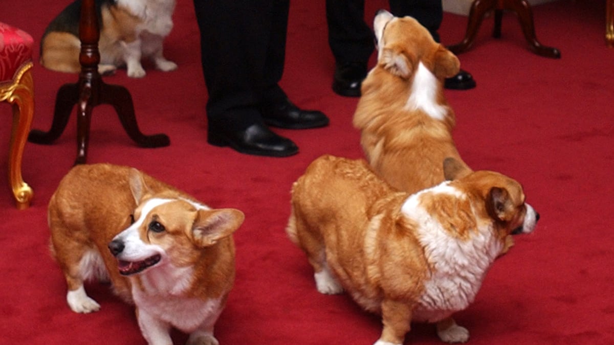 articles/2012/08/19/queen-s-corgis-savage-beatrice-s-terrier-in-royal-dog-fight/queen-elizabeth-corgi-dog-attack-sykes-tease_aud2bp