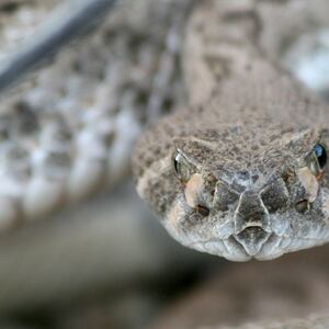 articles/2016/03/11/texas-rattlesnake-fest-may-bite-the-dust/160310-joiner-rattler_uppocy