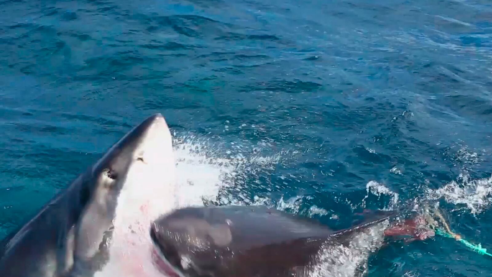 articles/2014/10/01/viral-video-of-the-day-great-white-shark-deathmatch/viral-video-of-the-day-great-white-shark-deathmatch-image_hw39nx