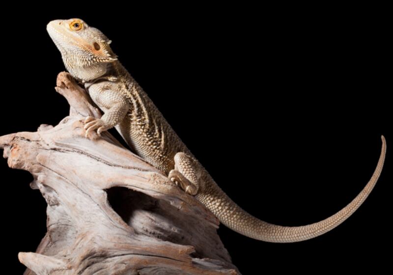 galleries/2010/11/09/which-pets-live-the-longest/pets---bearded-dragon_cey9y1