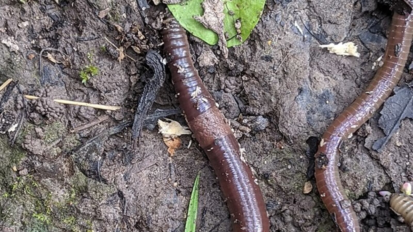 Amynthas_agrestis_97112051_ah3zuj