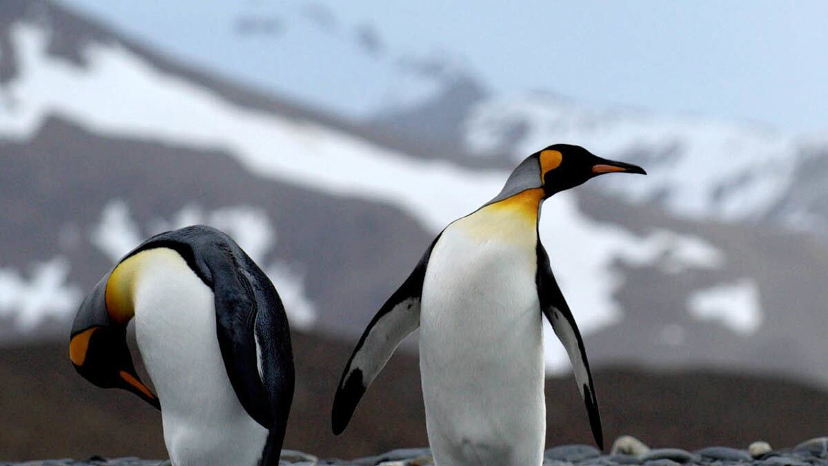 cheats/2012/06/10/explorers-scandalized-by-penguins/kinky-penguins-cheat_i3eyzt