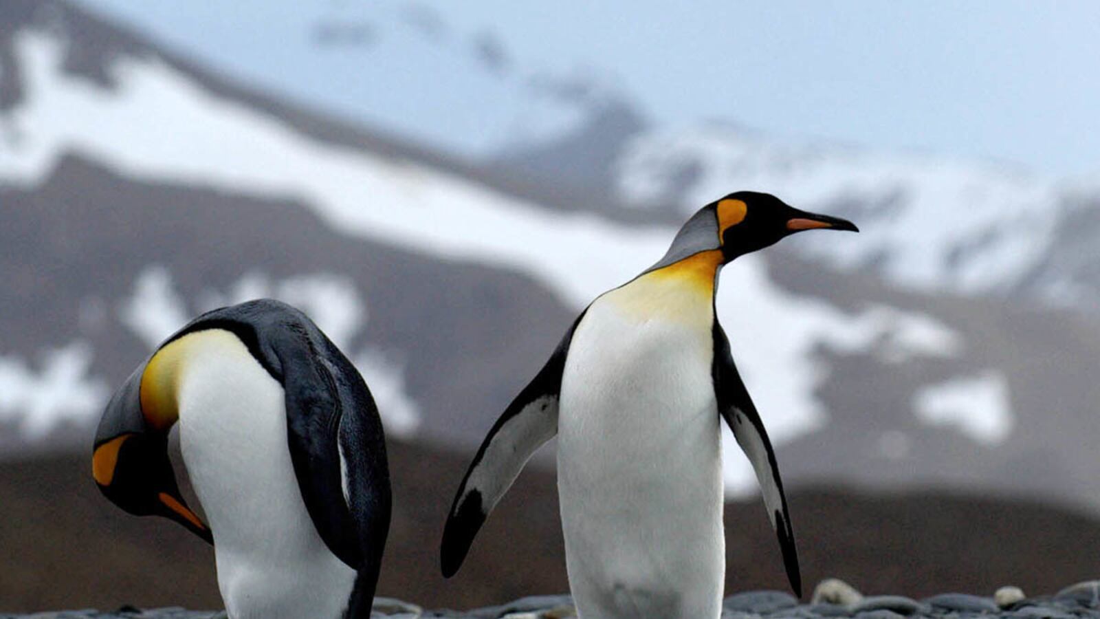 cheats/2012/06/10/explorers-scandalized-by-penguins/kinky-penguins-cheat_i3eyzt