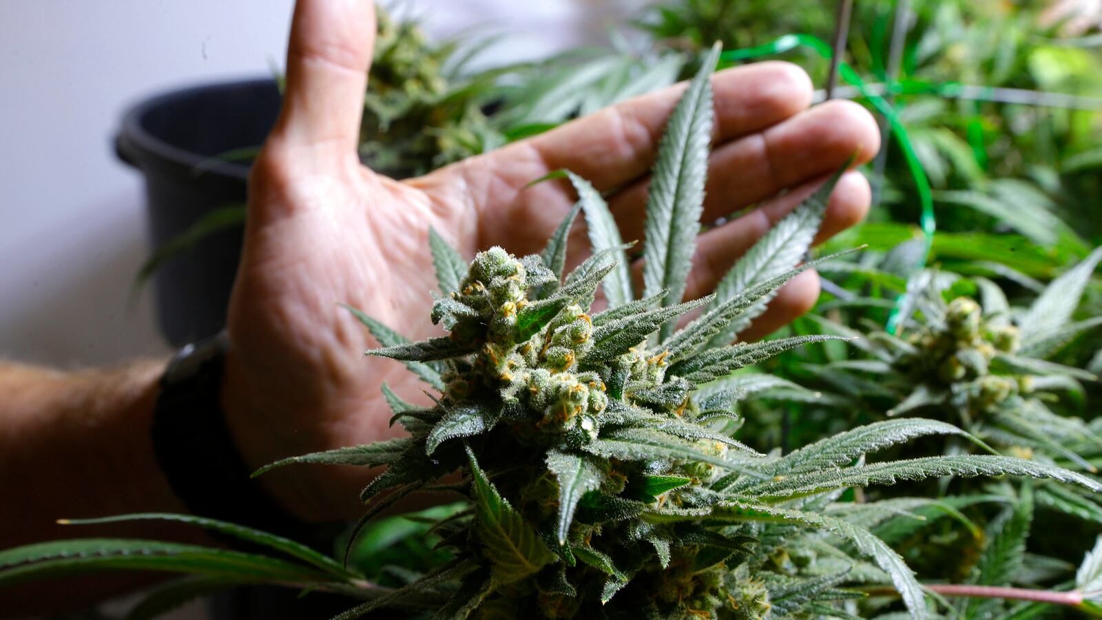 articles/2013/08/12/the-prophet-of-the-bogus-drug-war/130812-Neal-Mandatory-Minimum-tease_enjdpi