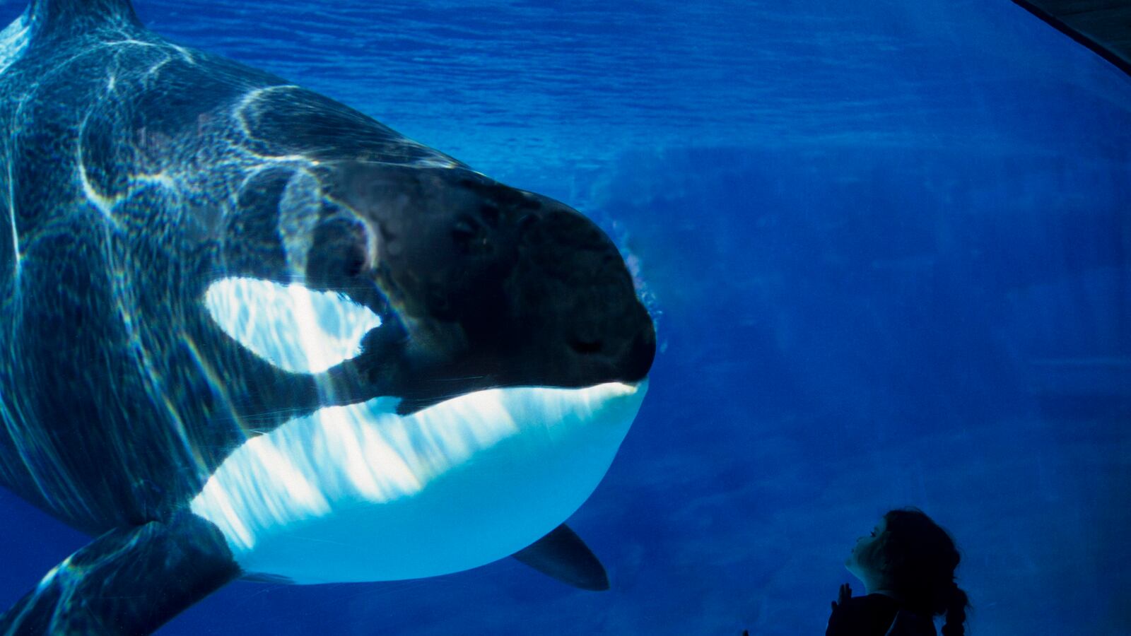 articles/2014/10/27/activists-moscow-sea-park-is-torturing-its-orca-whales/141027-nemtsova-orca-tease_oz3ufu