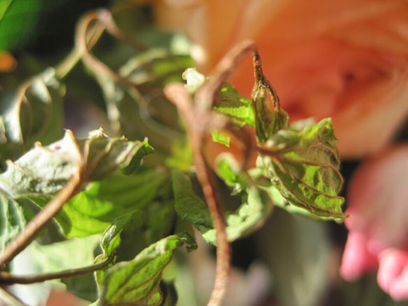 galleries/2010/05/04/dominique-browning-s-favorite-flowers/bouquets-11_zq1ck1