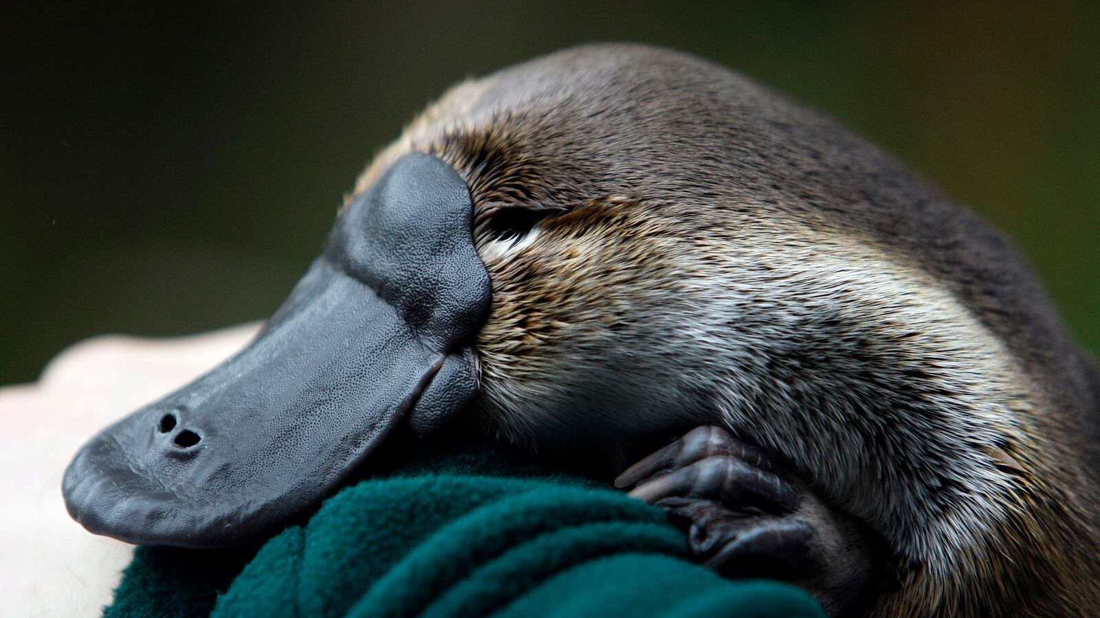 An adult male platypus named Millsom is carried by his keeper at an animal sanctuary in Melbourne, Australia, May 8, 2008.