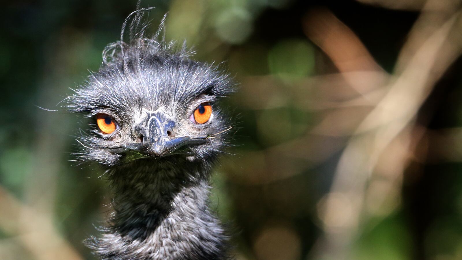 articles/2016/06/21/hands-off-my-burning-emu-bird-owner-fires-shotgun-at-cop/160621-Place-burning-emu-owner-fires-shotgun-Tease_jdtao5