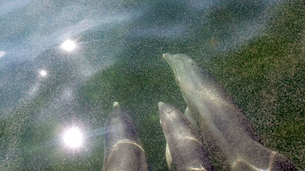 galleries/2010/04/29/images-of-the-gulf-s-disaster/oil-5_swxmek