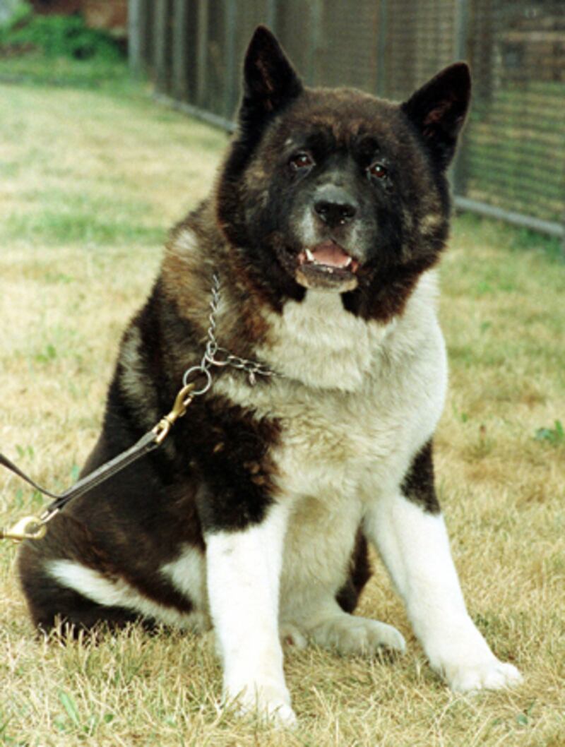 galleries/2010/10/29/dangerous-dogs/dangerous-dogs---akita_woyfz5