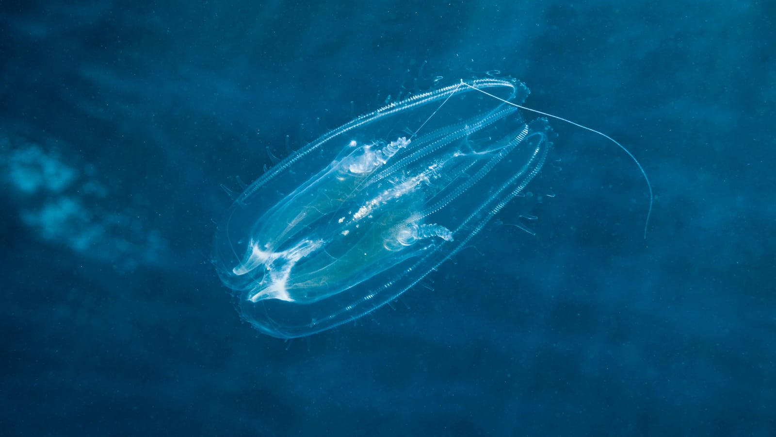 (GERMANY OUT) Comb Jellyfish, Tentaculata, Safaga, Red Sea, Egypt (Photo by Reinhard Dirscherl/ullstein bild via Getty Images)
