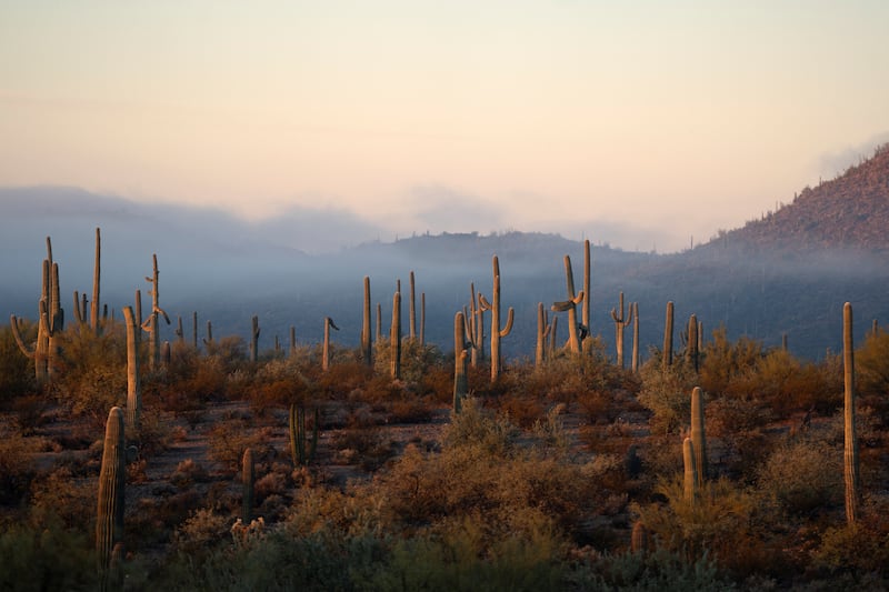 Tendrils of fog behind saguaro cacti in Organ Pipe Cactus National Monument near Lukeville, Arizona, U.S., December 24, 2023.