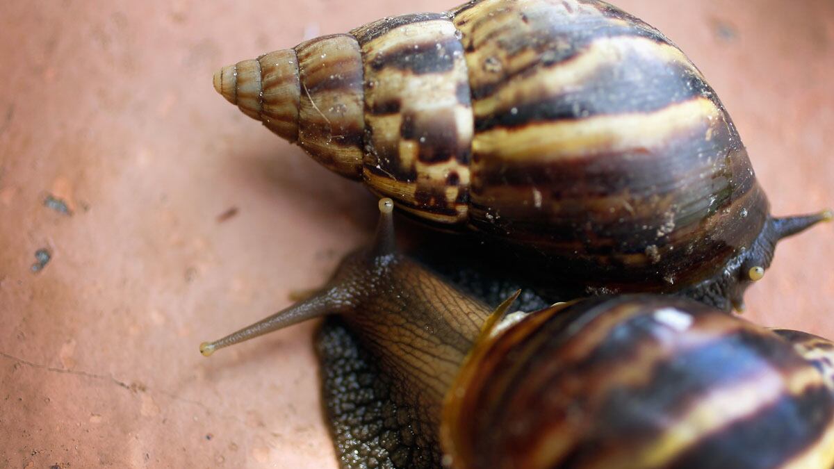 cheats/2011/09/17/giant-snails-invade-florida/giant-african-snails-discovered-florida-cheat_hm9hgf